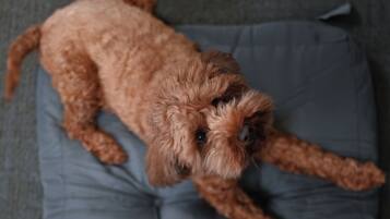 A small brown dog lying on a blue cushion with a metal bowl of food beside it.