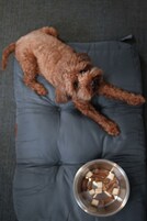 A small brown dog lying on a blue cushion with a metal bowl of food beside it.
