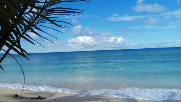 Une plage avec une eau turquoise et limpide, de douces vagues et un palmier au premier plan.
