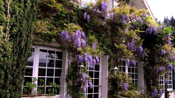 A house with white shutters and windows, covered in purple wisteria vines. - La Croix du Reh (Châteauneuf-la-Forêt)