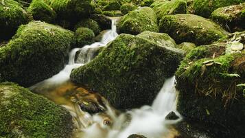 A stream flowing over moss-covered rocks in a forest.