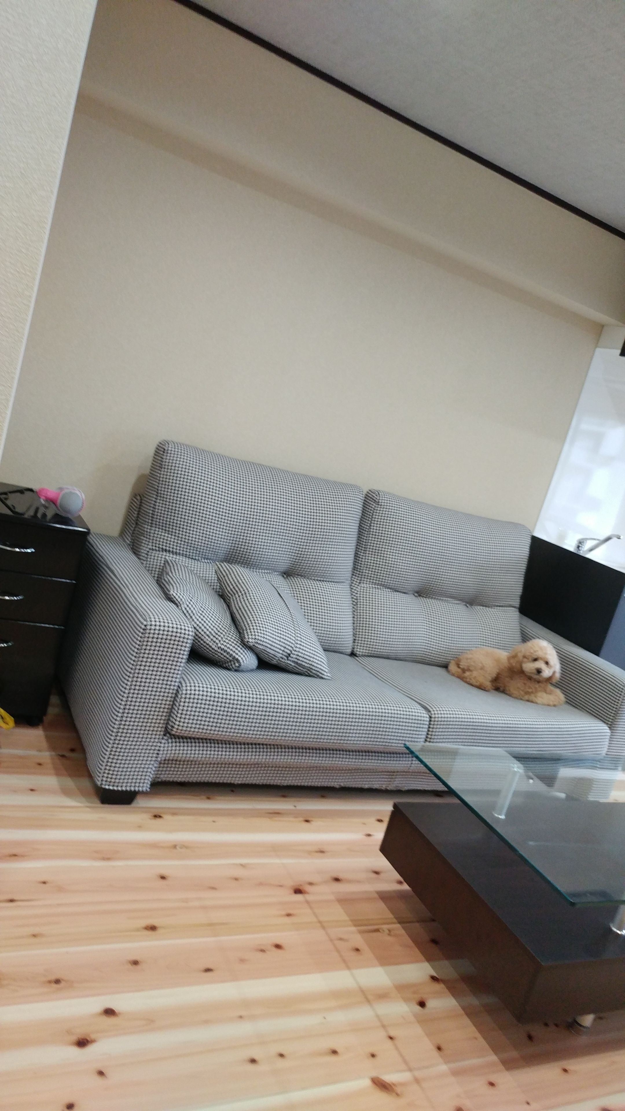 A living room with a grey sofa, a small dog, a glass coffee table, and a wooden floor.
