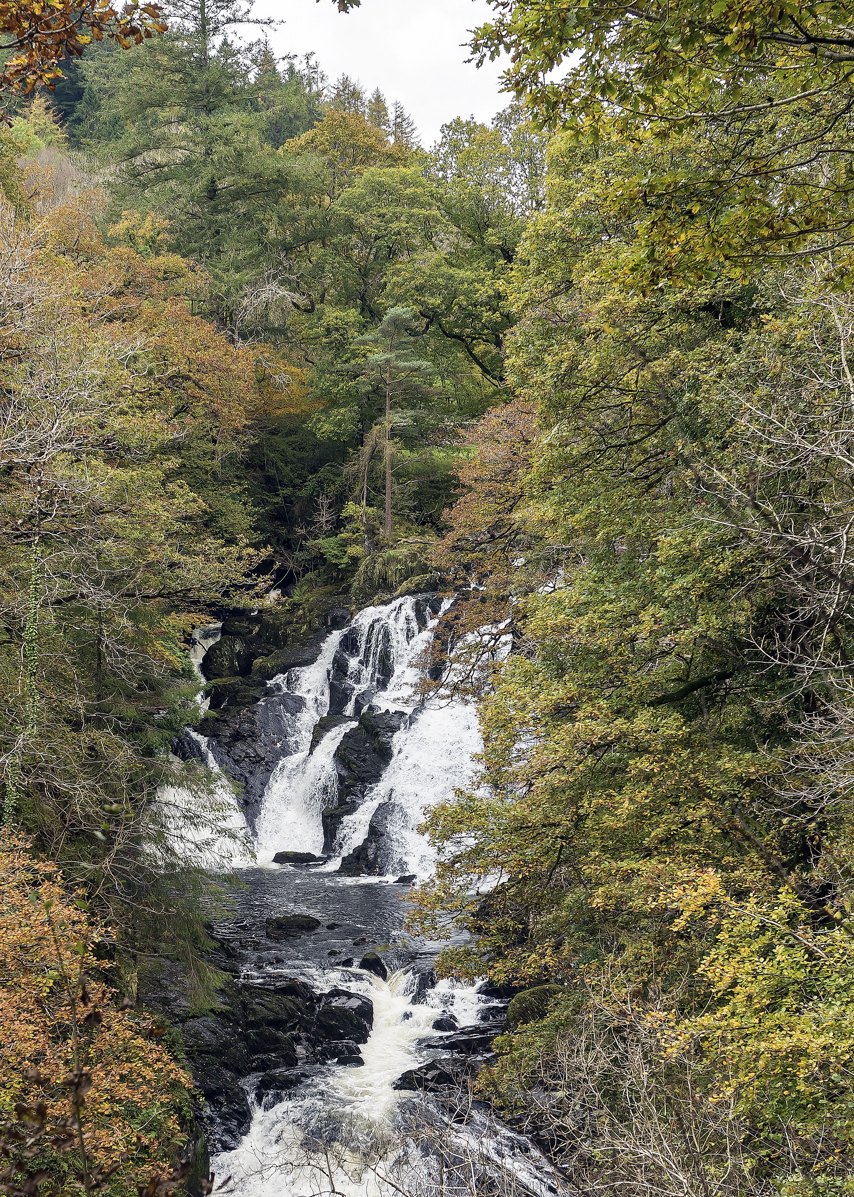 A waterfall surrounded by dense forest.