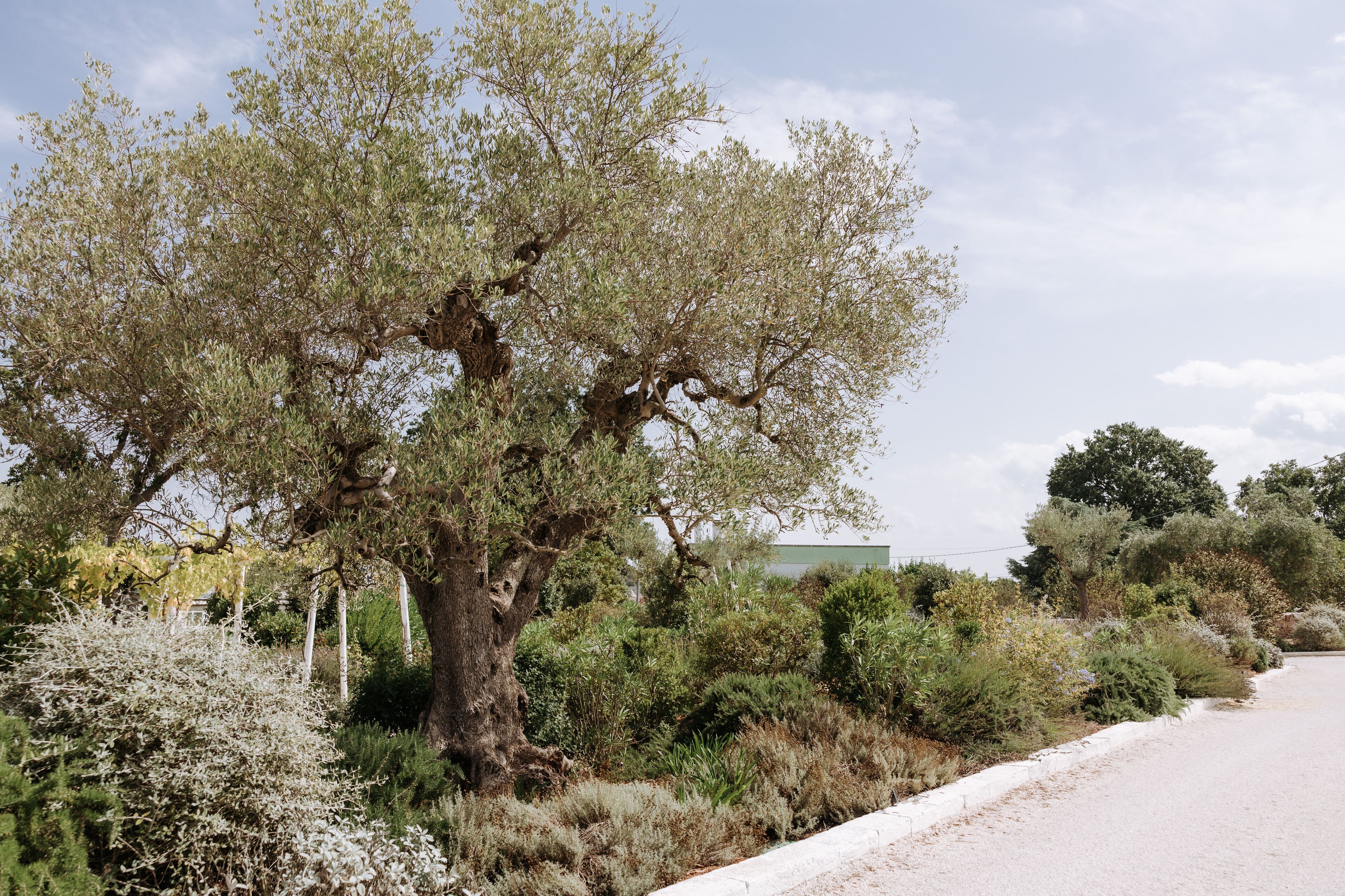 Photo - Tenuta del Lauro