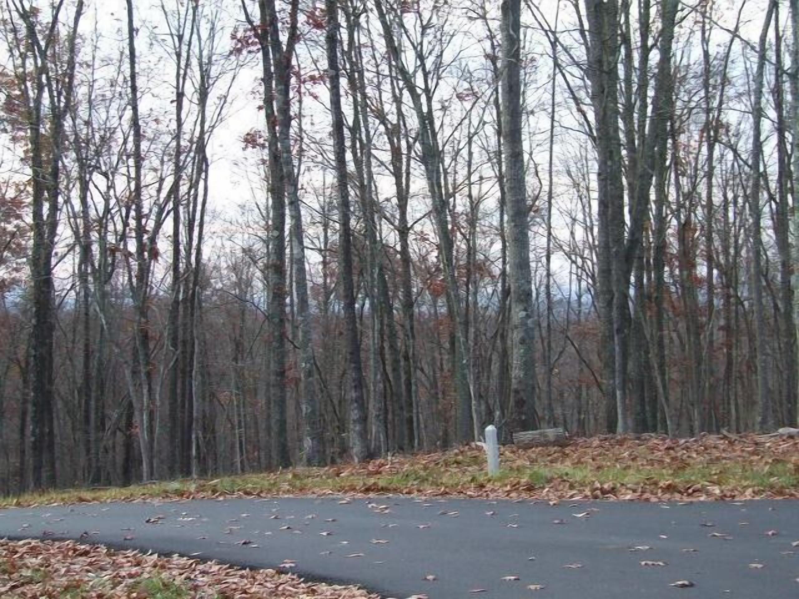 A paved road with fallen leaves, surrounded by a dense forest of tall, leafless trees.