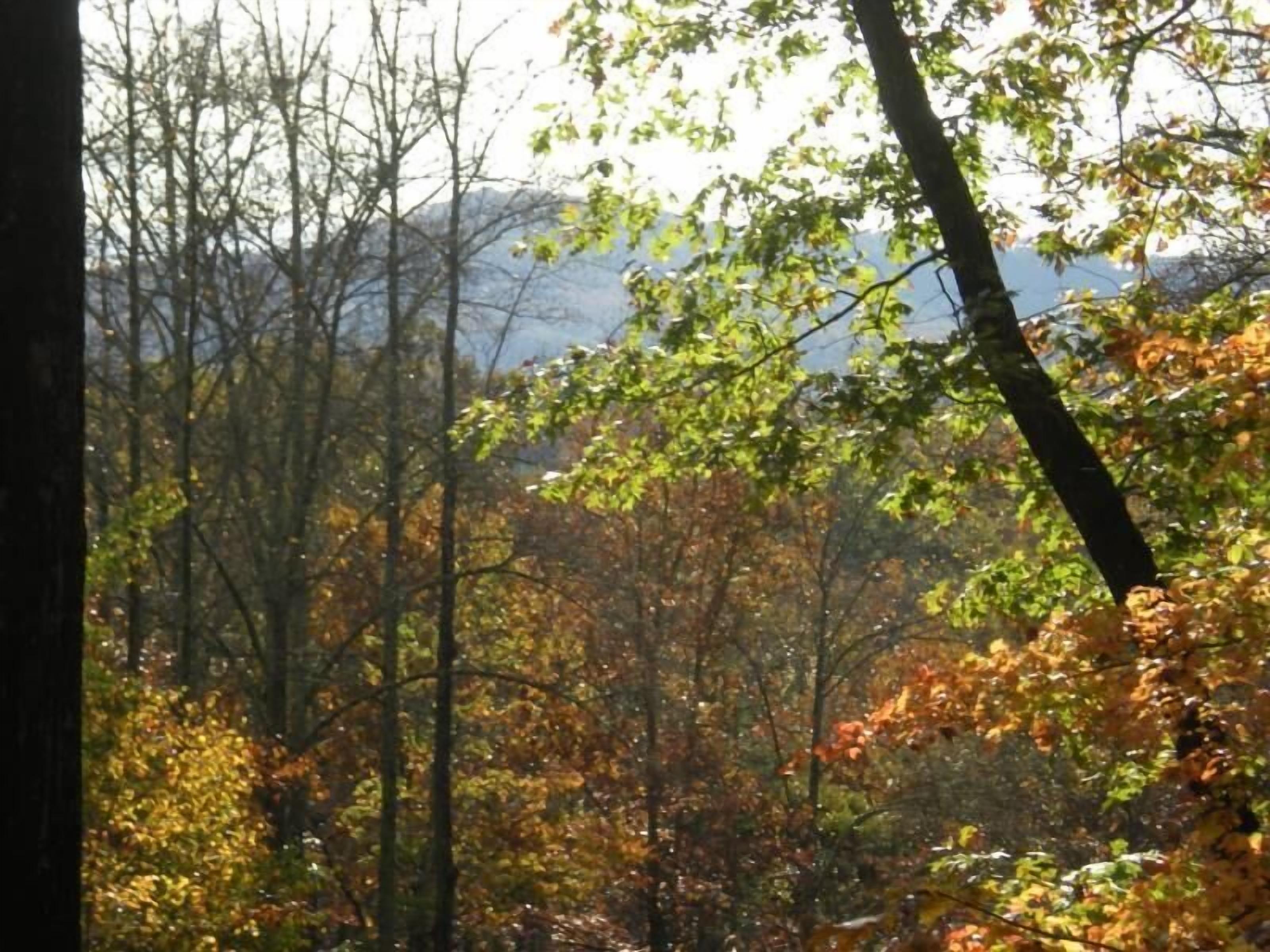 A forest with autumn foliage.