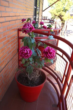 Balcony - Hosteria Maryland (Posadas)