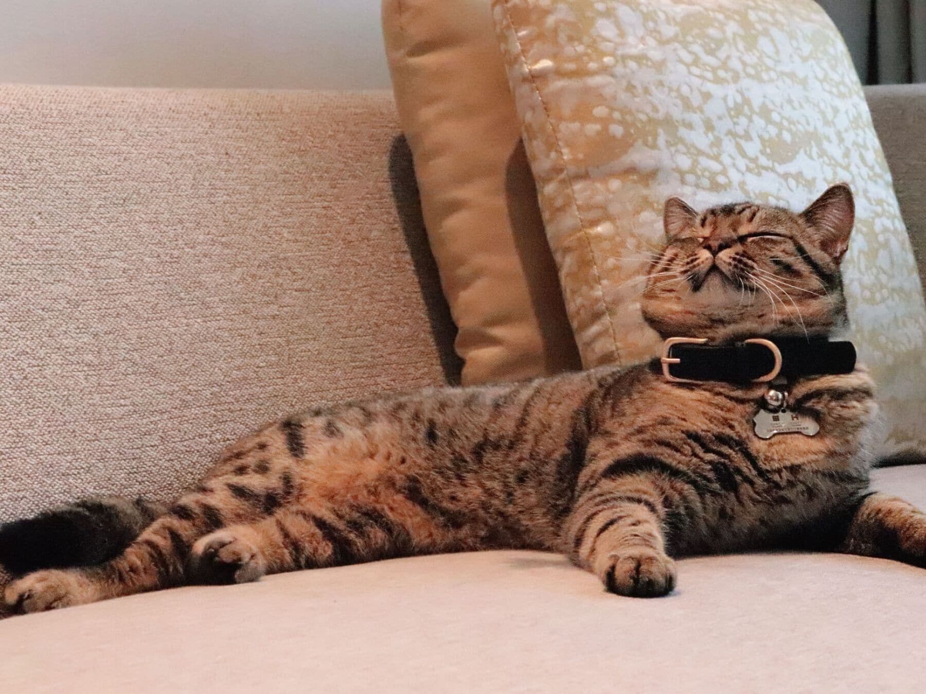 Un gato descansando sobre un sofá color beige con un cojín estampado detrás.