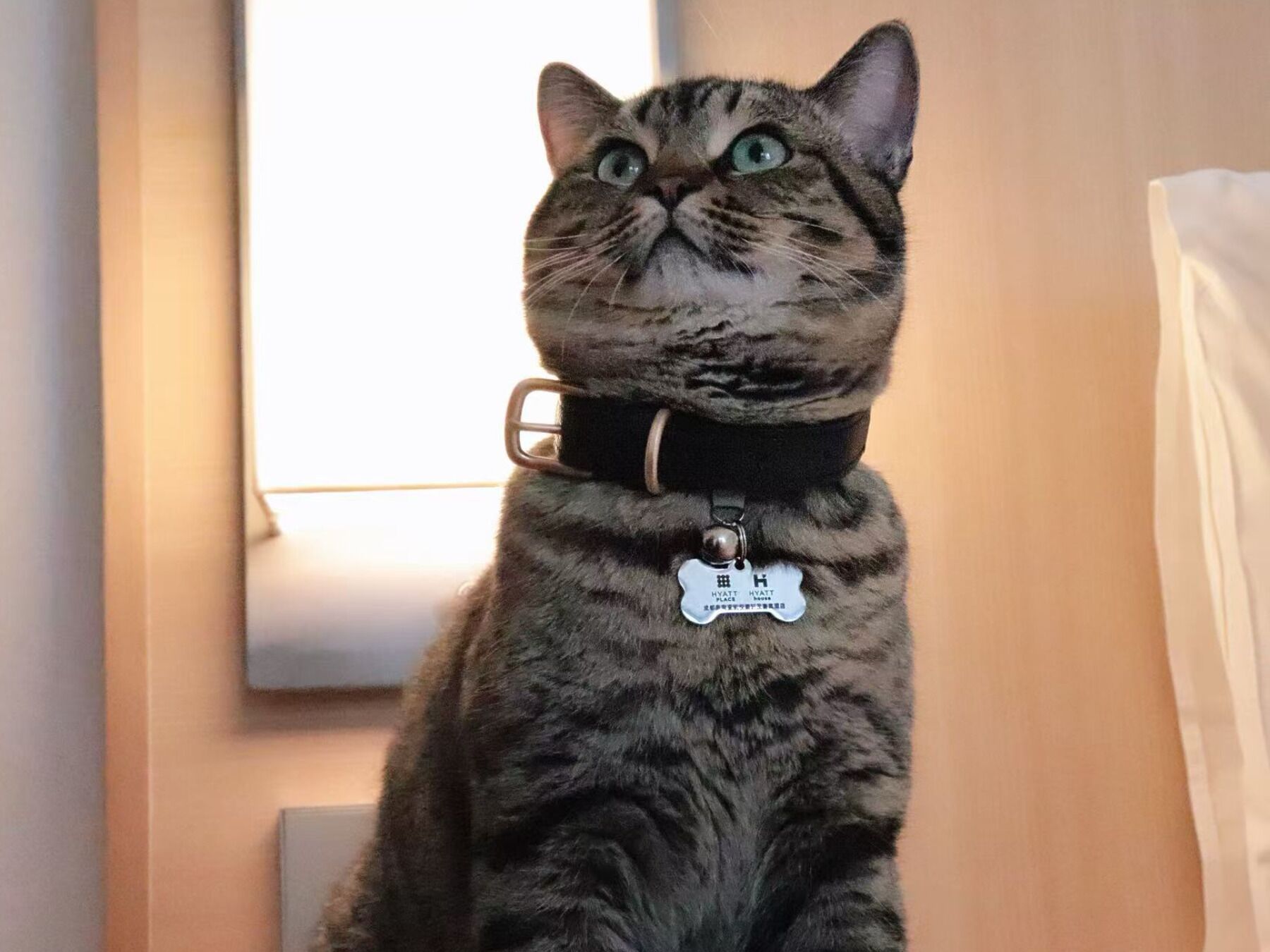 Un gato con collarina y placa, de pie frente a una ventana.