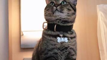 Un gato con collarina y placa, de pie frente a una ventana.