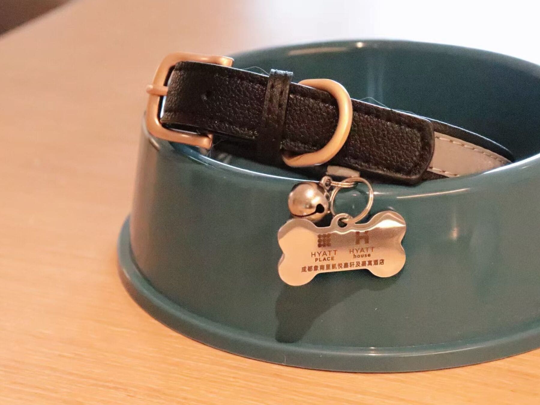 A teal pet bowl with a black leash and a bone-shaped tag.