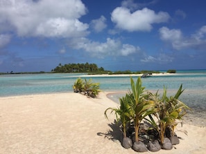 A beach with clear turquoise water, white sand, and palm trees. - Hakamanu Lodge (Tikehau)