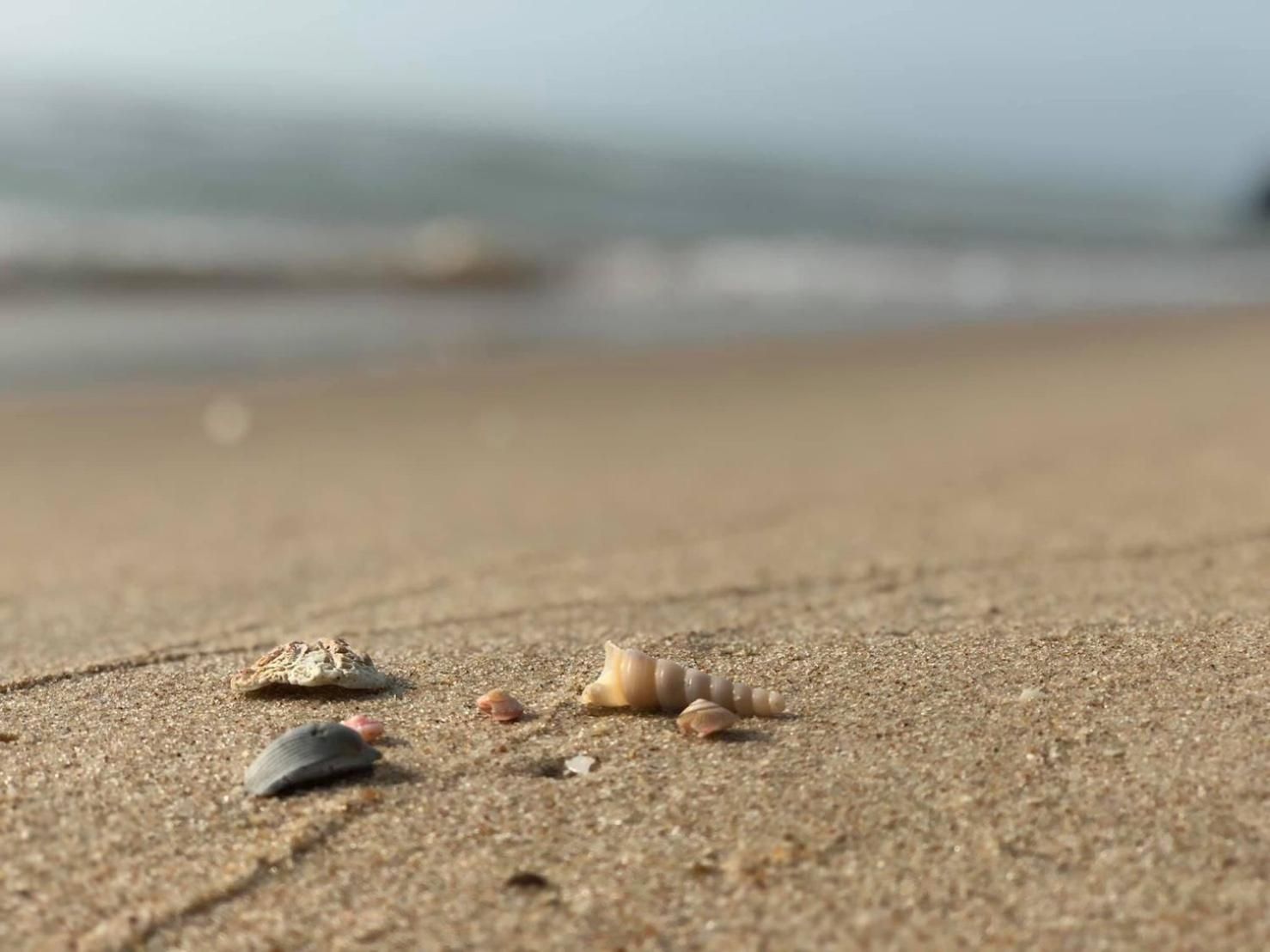 A sandy beach with scattered seashells and a blurred ocean in the background.