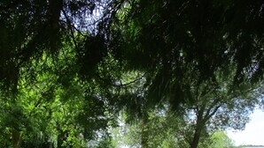 Une zone herbeuse avec des arbres et un véhicule rouge garé.