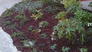 A garden with various plants and a stone pathway. - Centro Storico Suites (Ferrara)