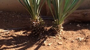 Garden - AfricaWisa at O.R.Tambo Airport (Kempton Park)