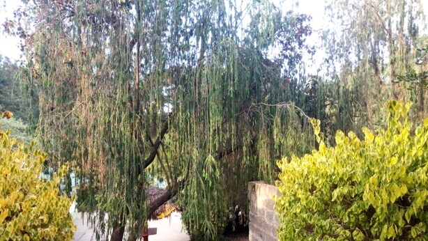 A stone pathway leading through a garden with weeping willow trees and green shrubs. - Family Comfort Hotel (Nanyuki)