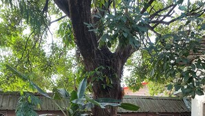 Ein Gebäude mit gefliestem Eingang, umgeben von verschiedenen Pflanzen und einem großen Baum.
