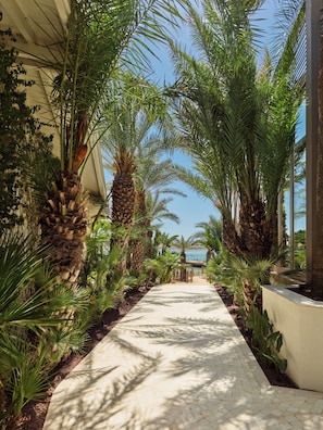 Un camino pavimentado bordeado de palmeras y vegetación, que conduce a un edificio con vista al mar.