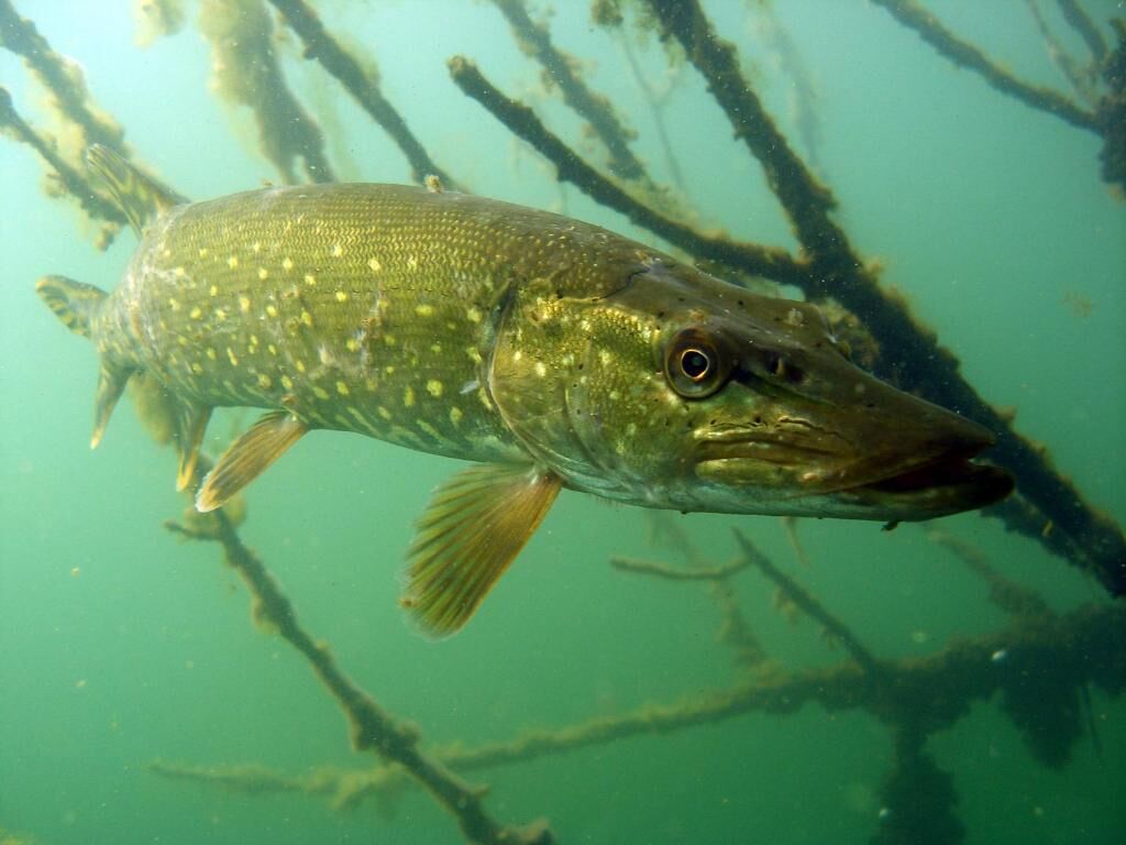 A fish swimming near submerged branches.