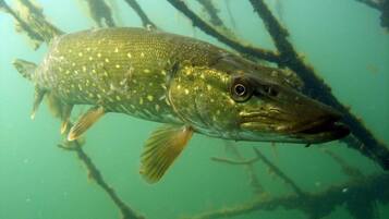 A fish swimming near submerged branches.