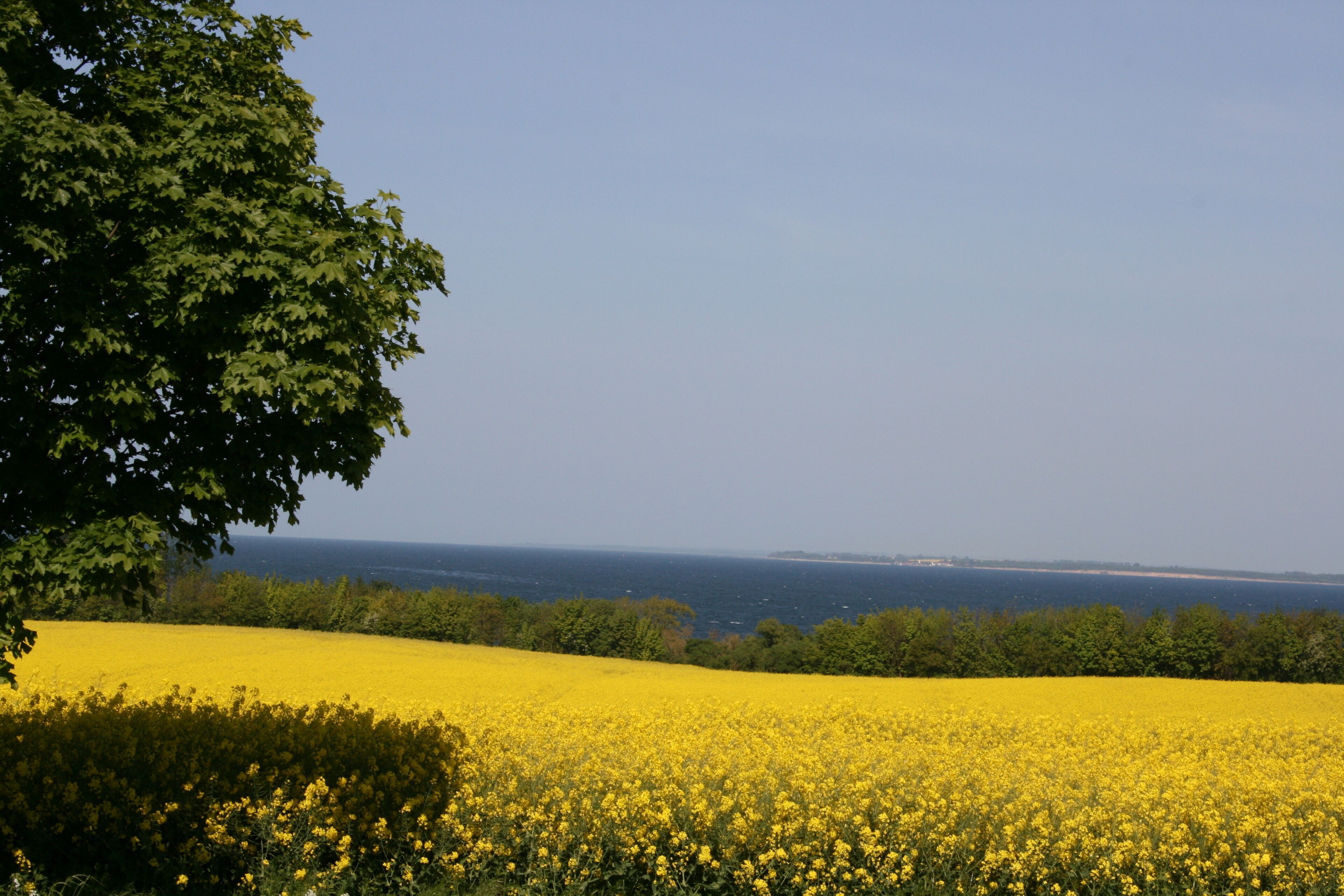 Un champ de fleurs jaunes, avec un arbre sur la gauche et une vue sur la mer en arrière-plan.
