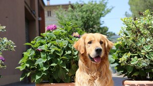 Un golden retriever est assis devant des pots en terre cuite, ornés de feuillage vert et de fleurs violettes.