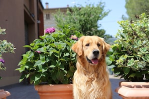 Pet-friendly