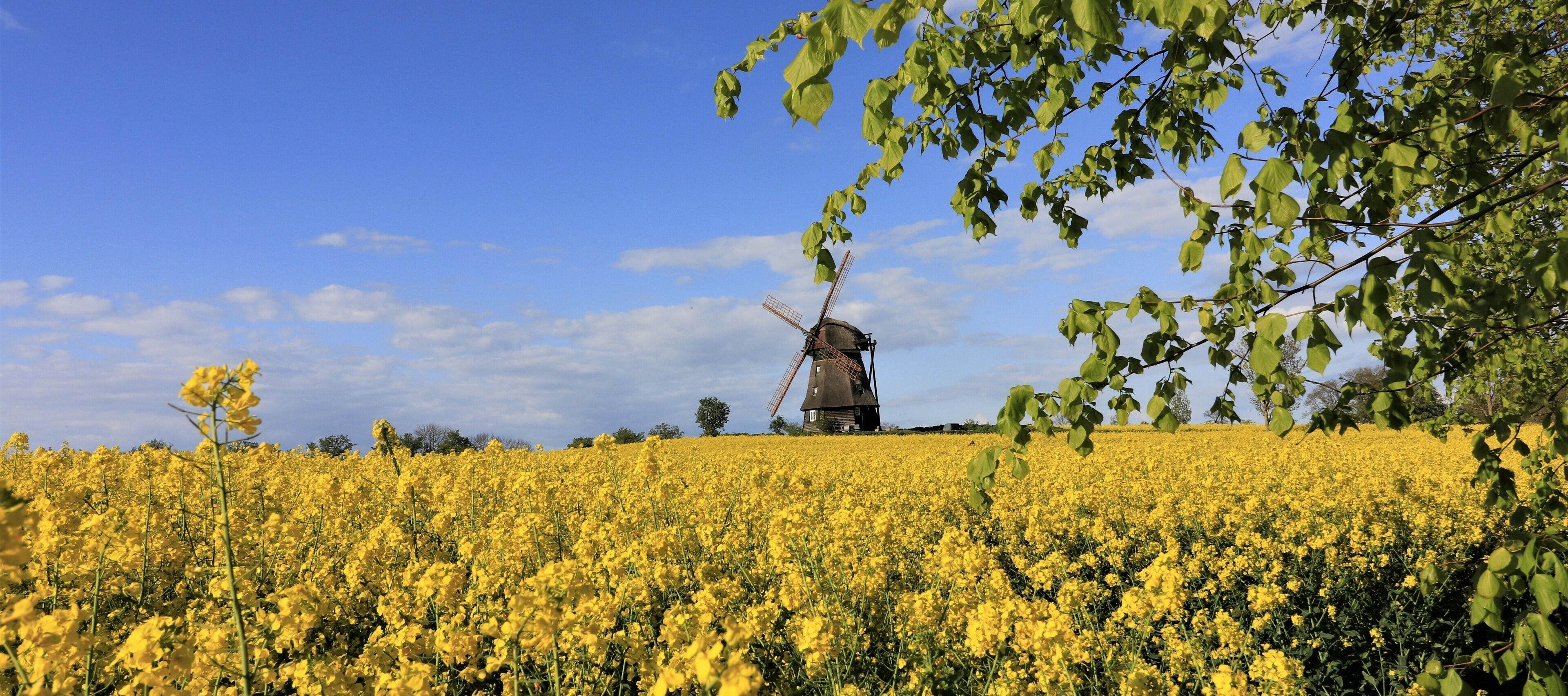 A windmill in a field of yellow flowers with a clear blue sky.