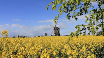 Un molino de viento en un campo de flores amarillas bajo un cielo azul despejado.