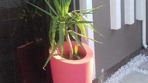 Una planta en maceta roja al lado de un edificio con ventana y pared con elementos verticales blancos.
