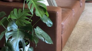 A brown leather sofa with a potted plant in the foreground, a bookshelf filled with books, and a flat-screen TV mounted on the wall. - Devils Tower Lodge (Bed and Breakfast) (Devils Tower)