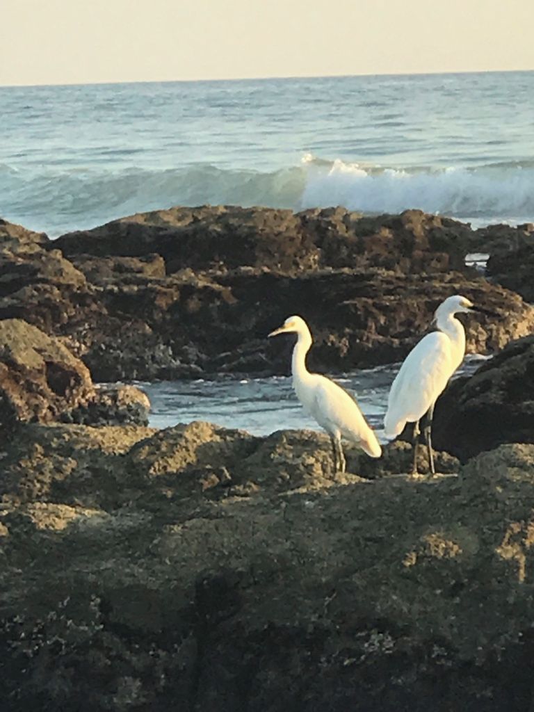 Dos aves blancas sobre terreno rocoso cerca de una masa de agua.