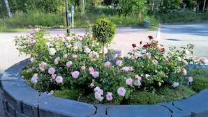 Un parterre con rosas rosadas y blancas y un pequeño árbol.