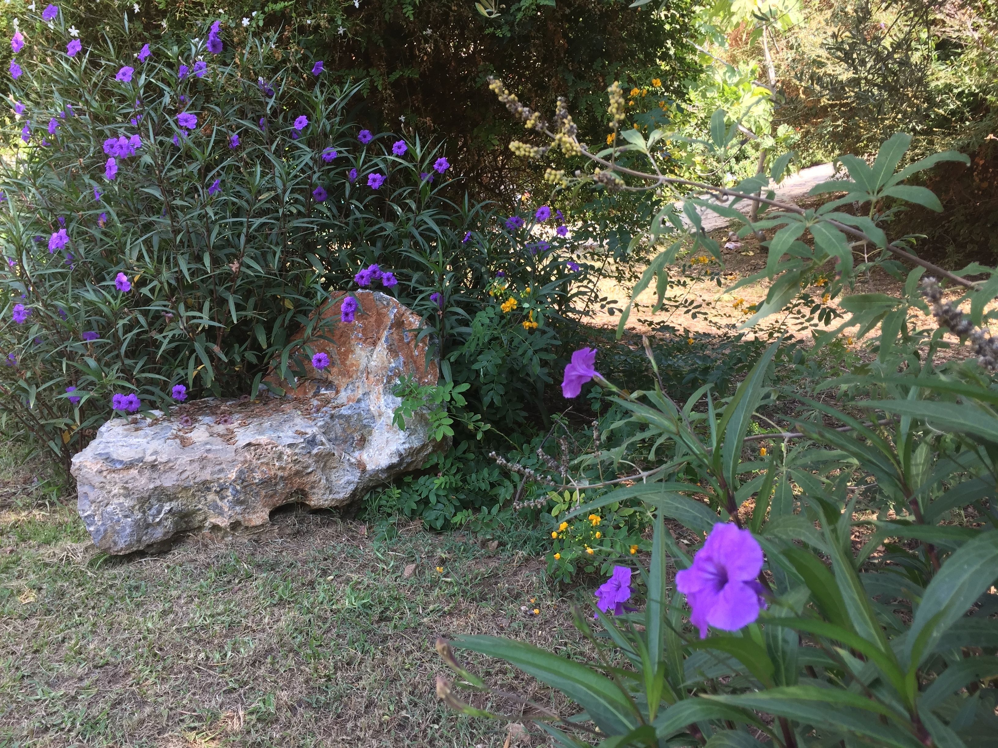A garden with purple flowers, a large rock, and a pathway.