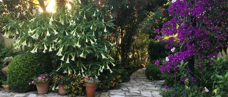 Garden view