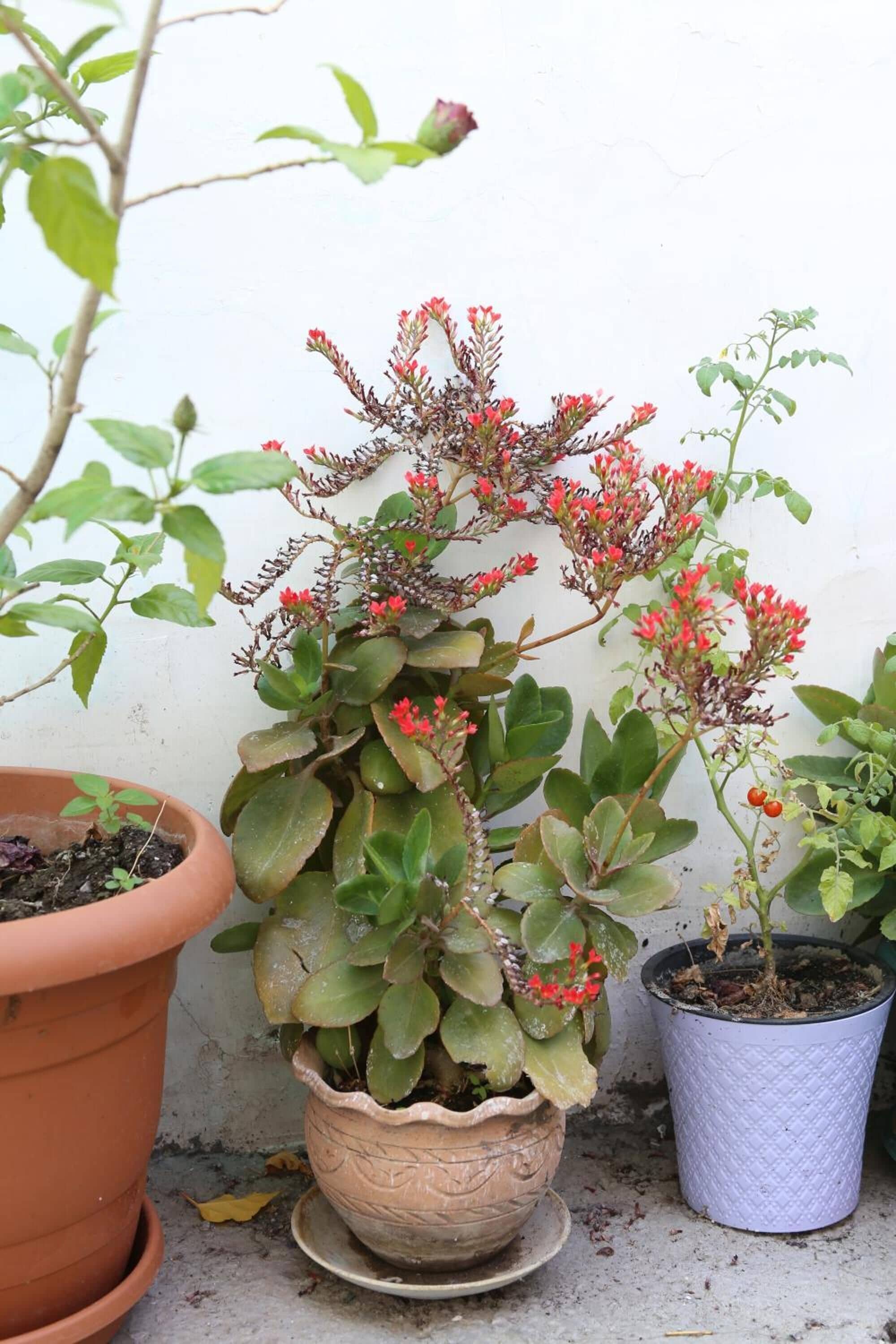 Foto - Guest House Nise