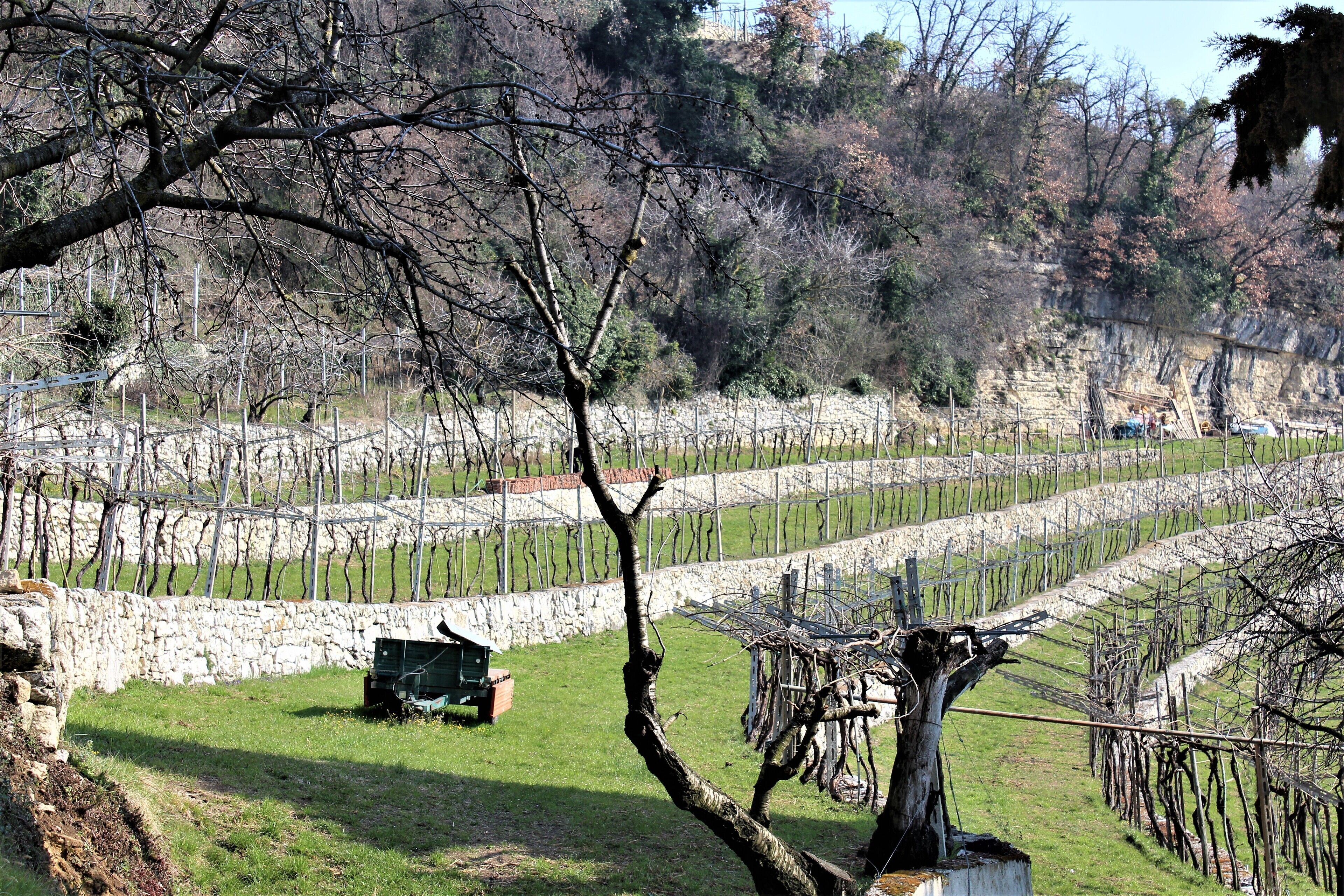 A vineyard with rows of grapevines, a stone wall, and a tractor.