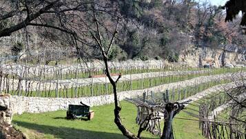 A vineyard with rows of grapevines, a stone wall, and a tractor.