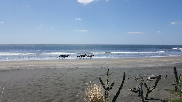 Playa