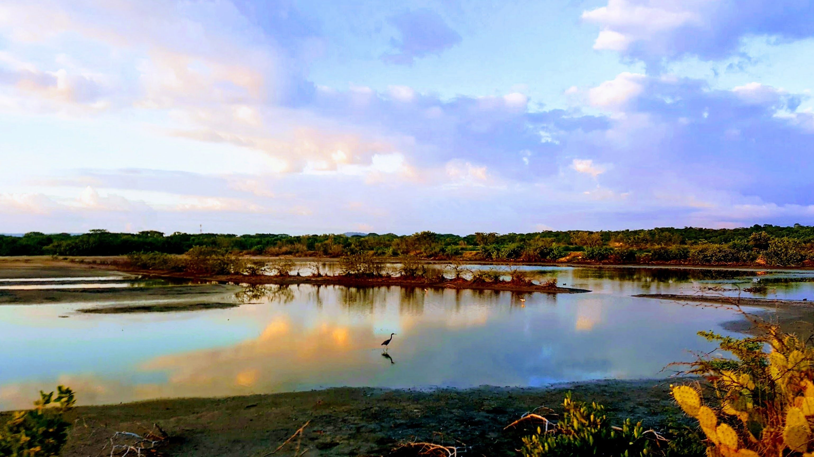 A calm river with a bird standing on the bank, surrounded by greenery and trees.