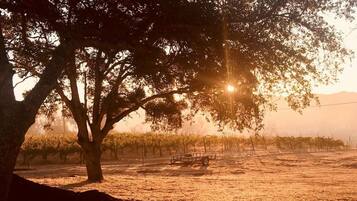 A vineyard with a large tree and a tractor in the foreground.