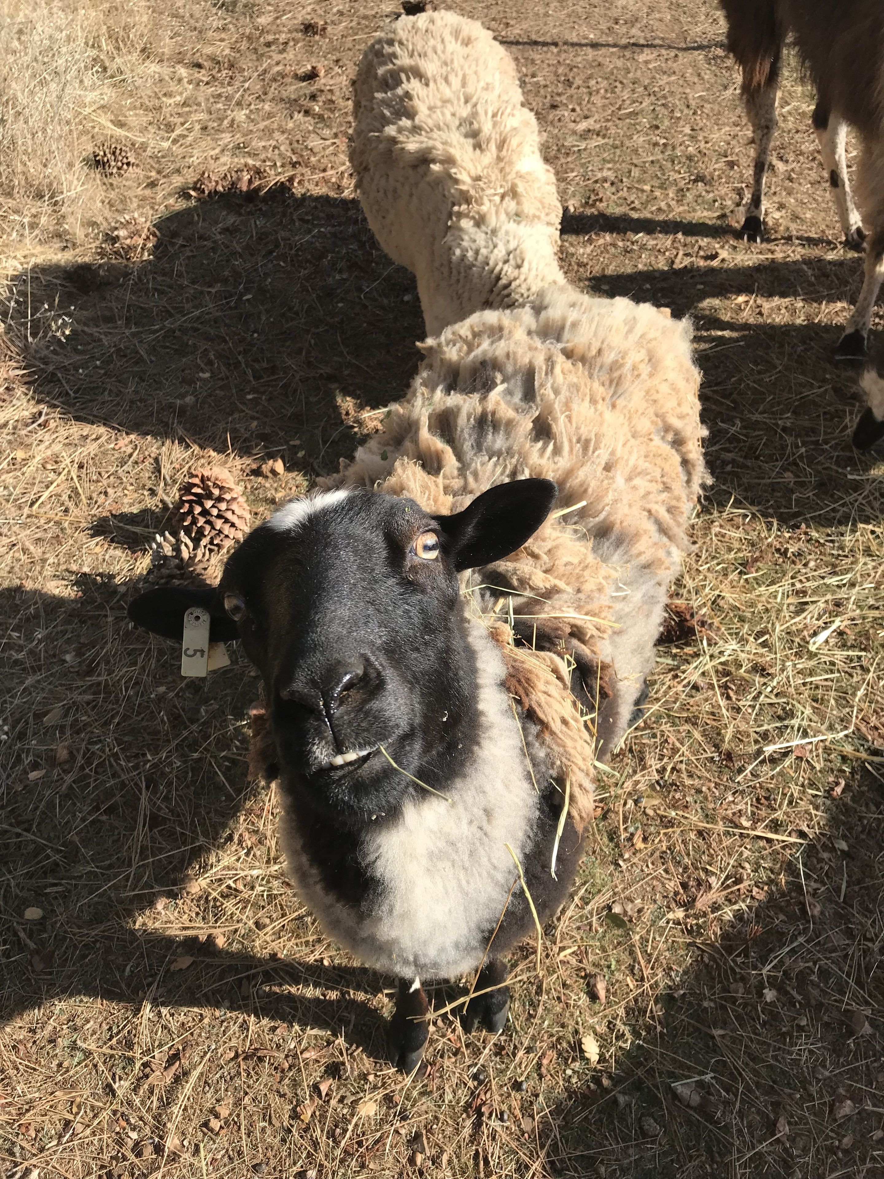 A sheep with a tag on its ear, lying on dry grass with pine cones nearby.