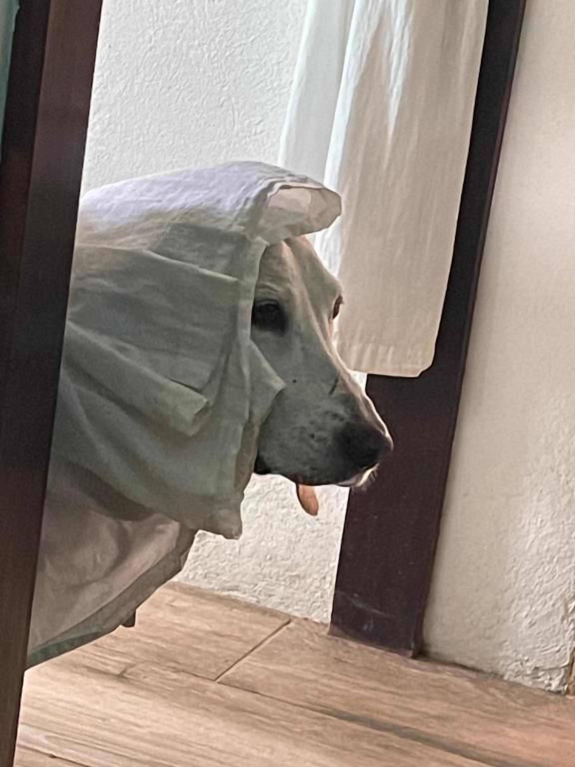 A dog peeking through a doorway with a white cloth over its head.