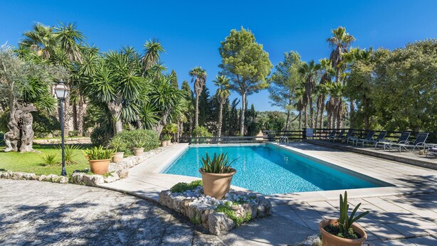Una piscina con borde de baldosas, rodeada de palmeras y plantas en macetas.
