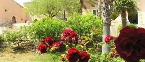 A garden with red roses and palm trees.