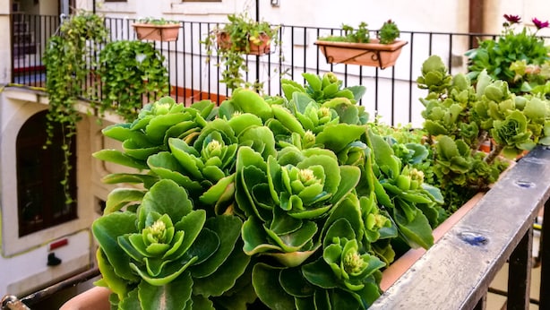 Varanda com vasos de plantas e guarda-corrimão de metal.
