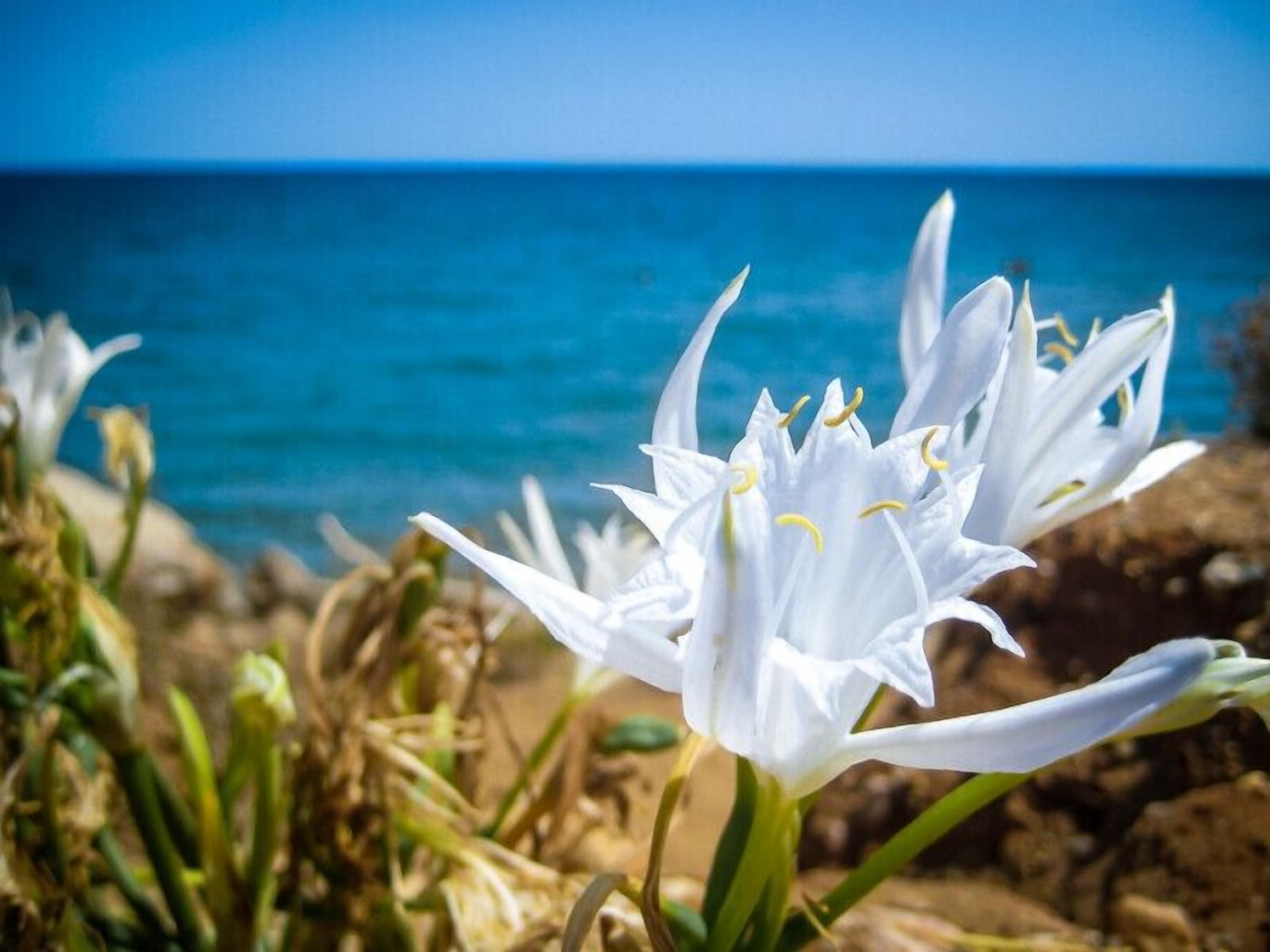 beach nearby, white sand, beach shuttle, beach towels