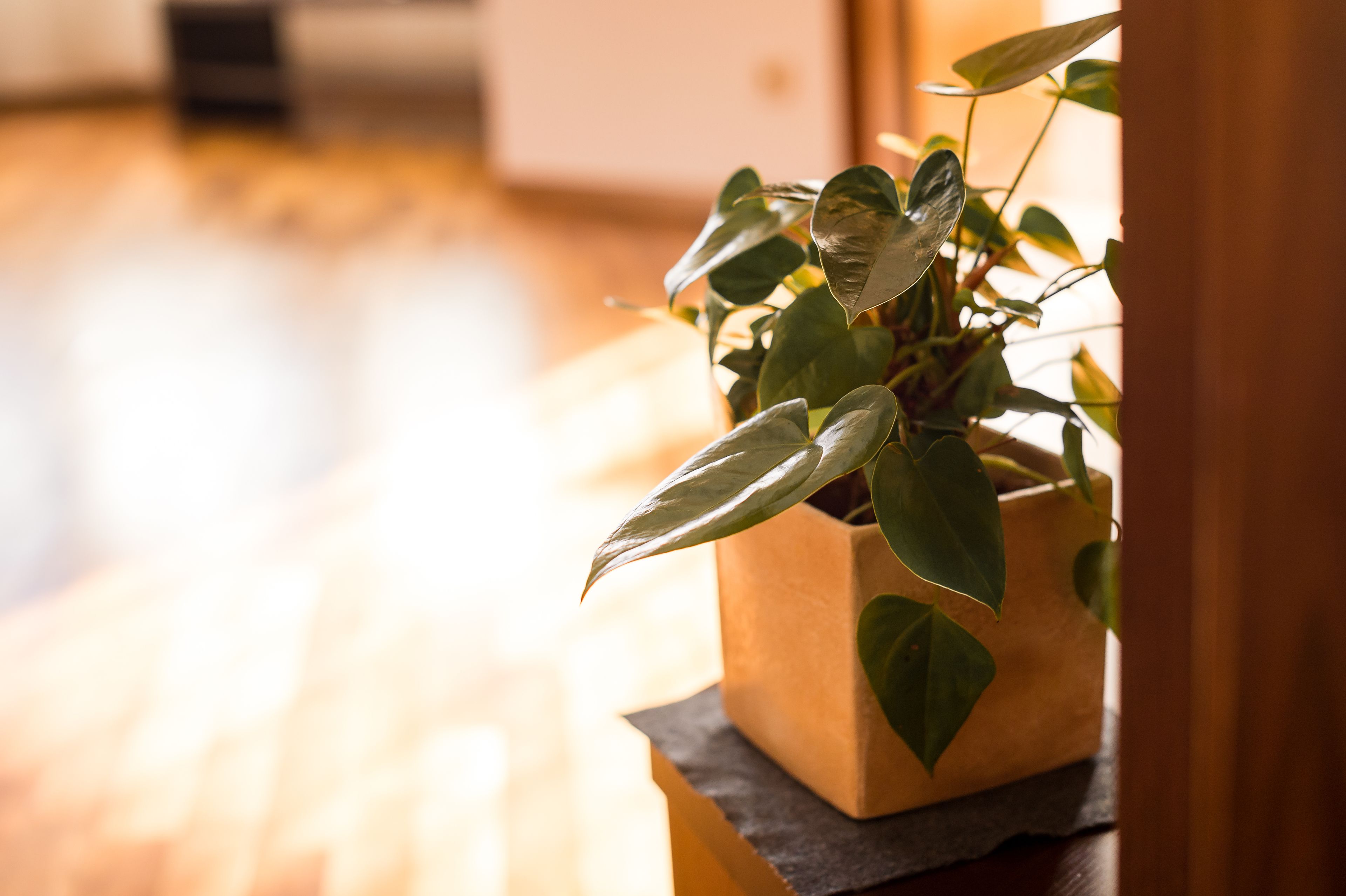 Una planta en maceta sobre un piso de madera con un fondo desenfocado.