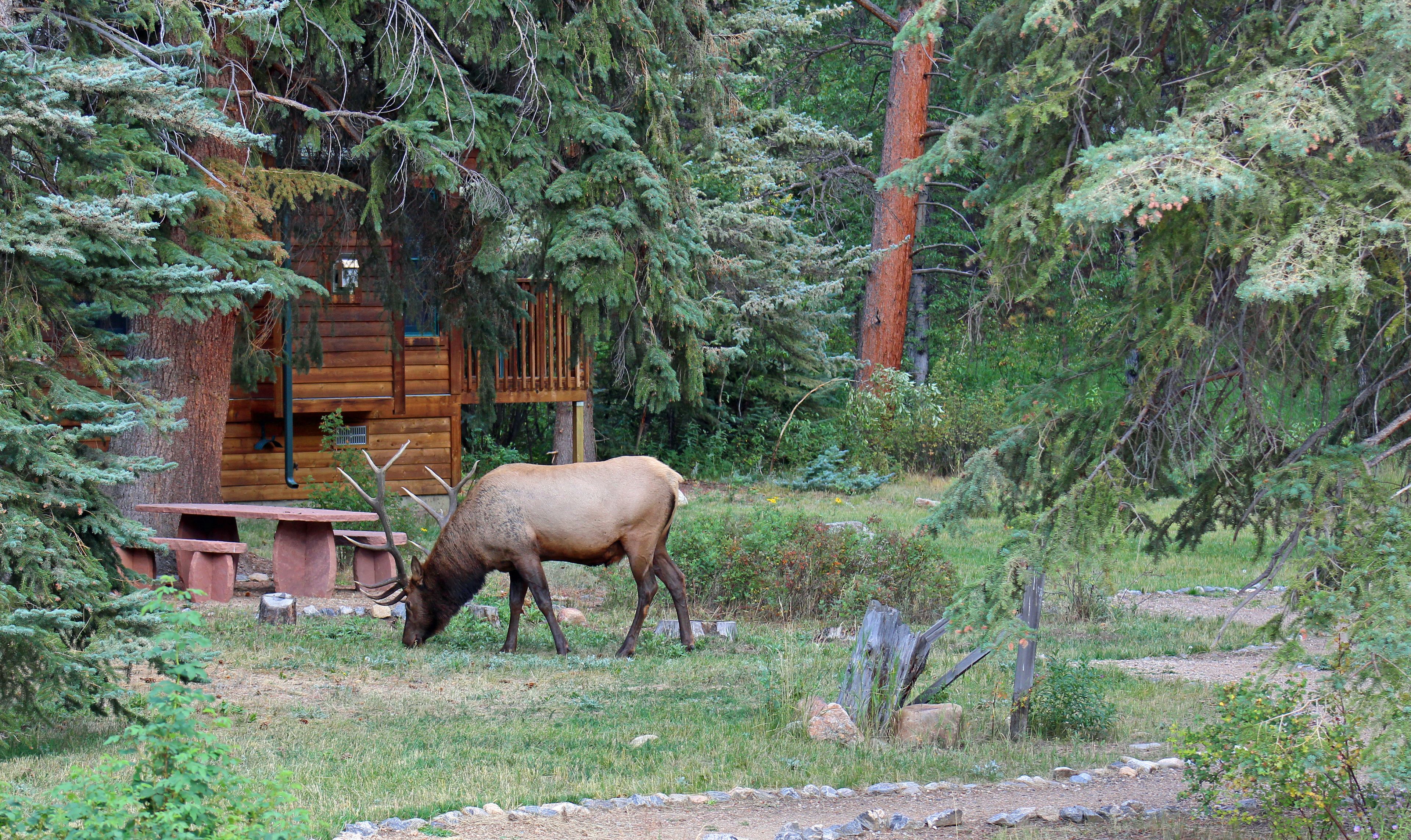 A rustic cabin surrounded by dense forest, with a picnic table and a deer grazing nearby.